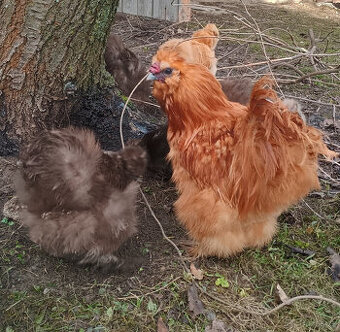 Hedvábničky nepříbuzný pár