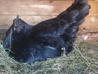 slepička s kohoutem ayam cemani