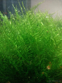 Akvarijní mech Creeping moss - Vesicularia sp.
