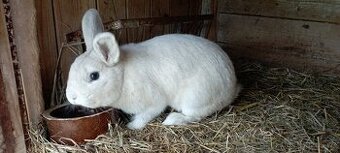 Český černopesíkatý