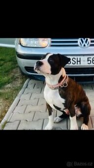 Darování – Americký stafordšírský teriér (6 měsíců)