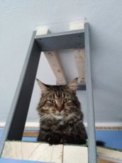 Mainsky mývalí kocour