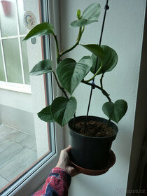 Potos - photos - šplhavnice - pokojová rostlina 7