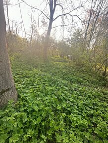 Prodej zahrady, 686 m2 Chvalkovice okres Vyškov.