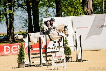 Pony valach do sportu - 1