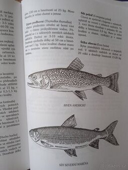 Rybí kuchařka