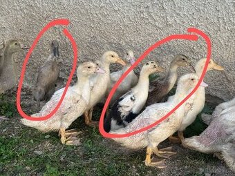 Indický běžec