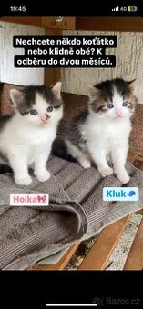 Májová koťátka 🌸