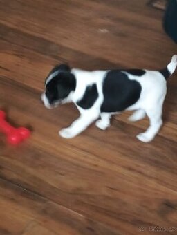 Jack Russell teriér s Parson terierem