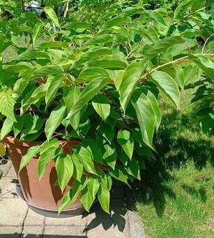 KIWI - Actinidia  význačná arguta 'Männlich': - 1