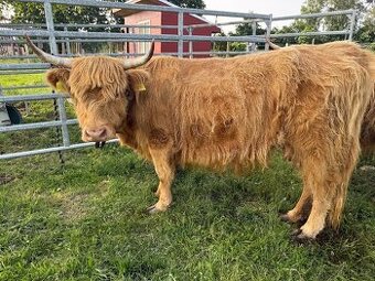 Prodám krávu Jersey x Highland