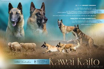 Belgický ovčák Malinois s PP fenky