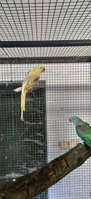 Alexandr velky lutino