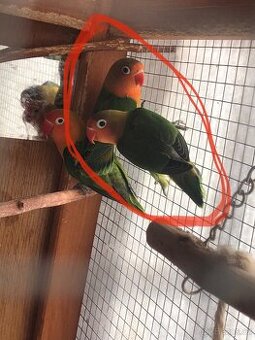 Prodám mladé Agapornise fischeri