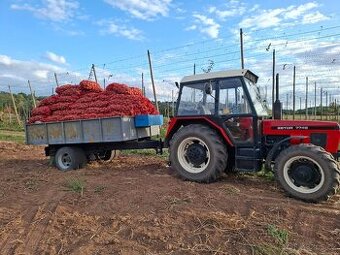 Brambory na uskladnění a cibule