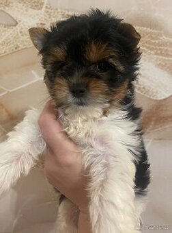 Biewer jorkšírský teriér