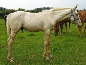 Prodám hřebce Kůň Kinský,