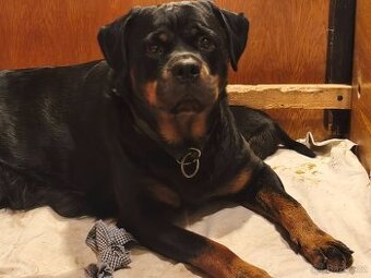 Rottweiler s PP (FCI)