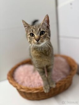 Pipin, mourovaté koťátko