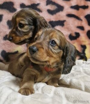 Jezevčík dlouhosrstý trpasličí/kraliči červený