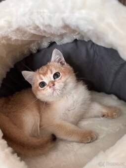 Britské kotě zlatá činčila s PP