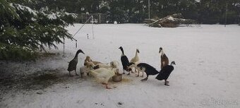 Prodám indický běžce kačery po dvou - 1