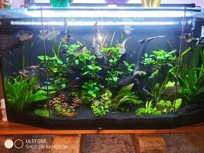 Kompletní akvárium, externí filtr, světlo