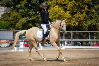 Pony B, valach  13let – drezura, parkur, ZZVJ, výstavy/