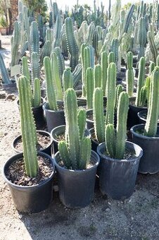 Koupím kaktus San Pedro/Peruvian torch atd více popisek.