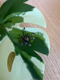 Psalmopeus irminia - 1.svlek