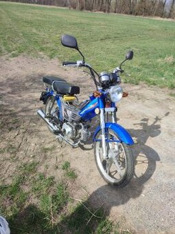 Jawa betka ( Champ)