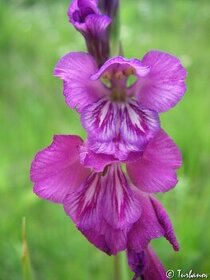 Mečík střechovitý -Gladiolus imbricatus 500 sem. 50 Kč