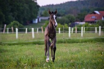 Lusitano klisna nar. 5/2024