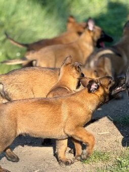 BELGICKÝ OVČÁK MALINOIS