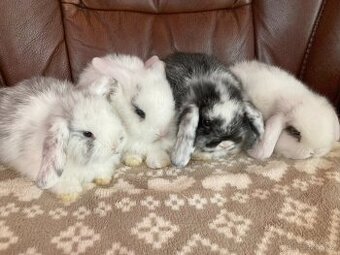 MINILOP - zakrslý beránek - luxusní miminka