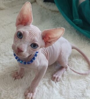 Kanadský Sphynx