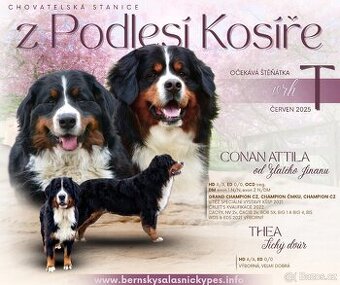 Bernský salašnický pes - štěňátka s Průkazem původu