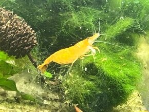 Krevetky žluté Yellow fire - Neocaridina davidi