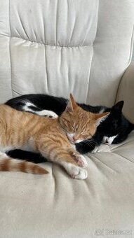 🐾 DARUJEME DVA ÚŽASNÉ KOCOURY DO DOBRÝCH RUKOU 🐾