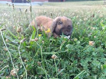 Minilop for sale