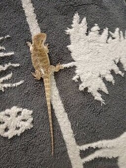 Agama vousata