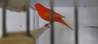 Mutační stehlíici achát major, kanáři,chovné Brno