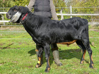 Anglonubijský kozel - prodej