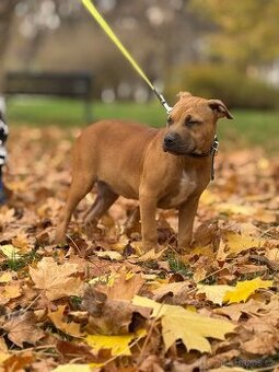 Americký stafordšírský teriér