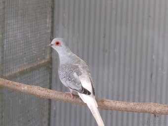 holoubek diamantový