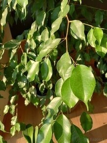 vzrostlý fikus - výška cca 2,5 m