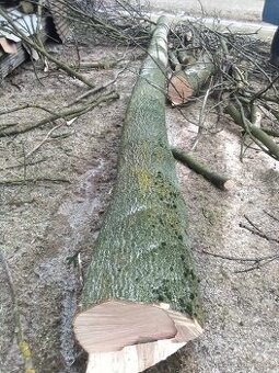 Prodám kmen Jasanu.