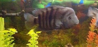 Darují nebo vyměni