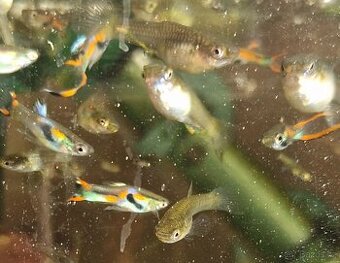 Živorodka Endlerova /Wingeova