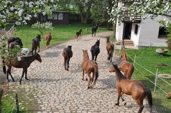 Jezdec, ošetřovatel koní, stájník - 1